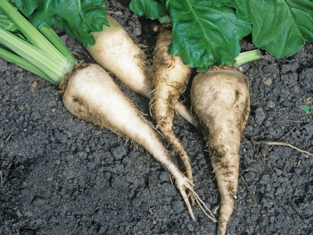 Sugar Beet