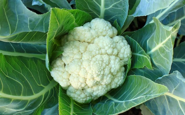 Cruciferous Vegetables